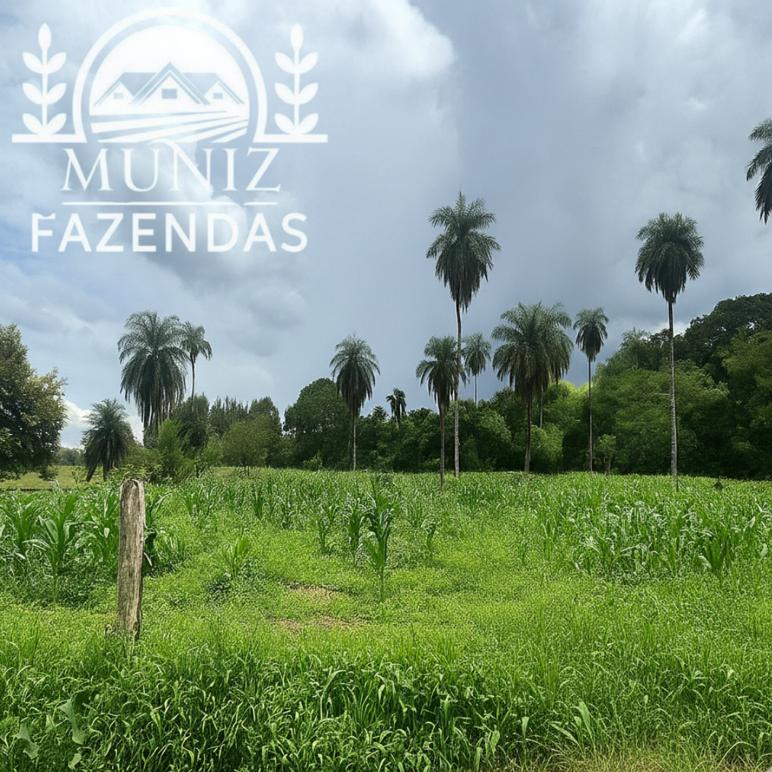 Propriedade em Buritizeiro - 4