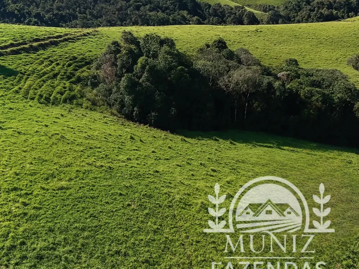 Área de mata entre as pastagens da fazenda de Borda da Mata