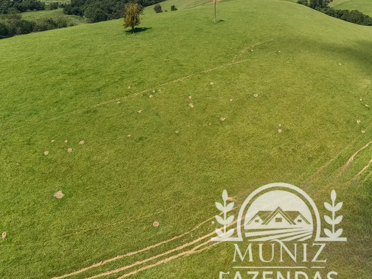 Pasto aberto em colina na fazenda de Borda da Mata