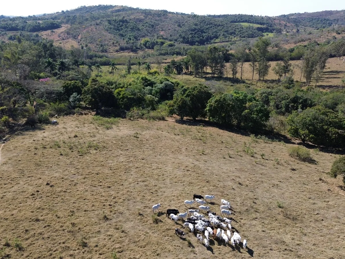 Vista aérea do rebanho na fazenda de 158,84 hectares em Esmeraldas