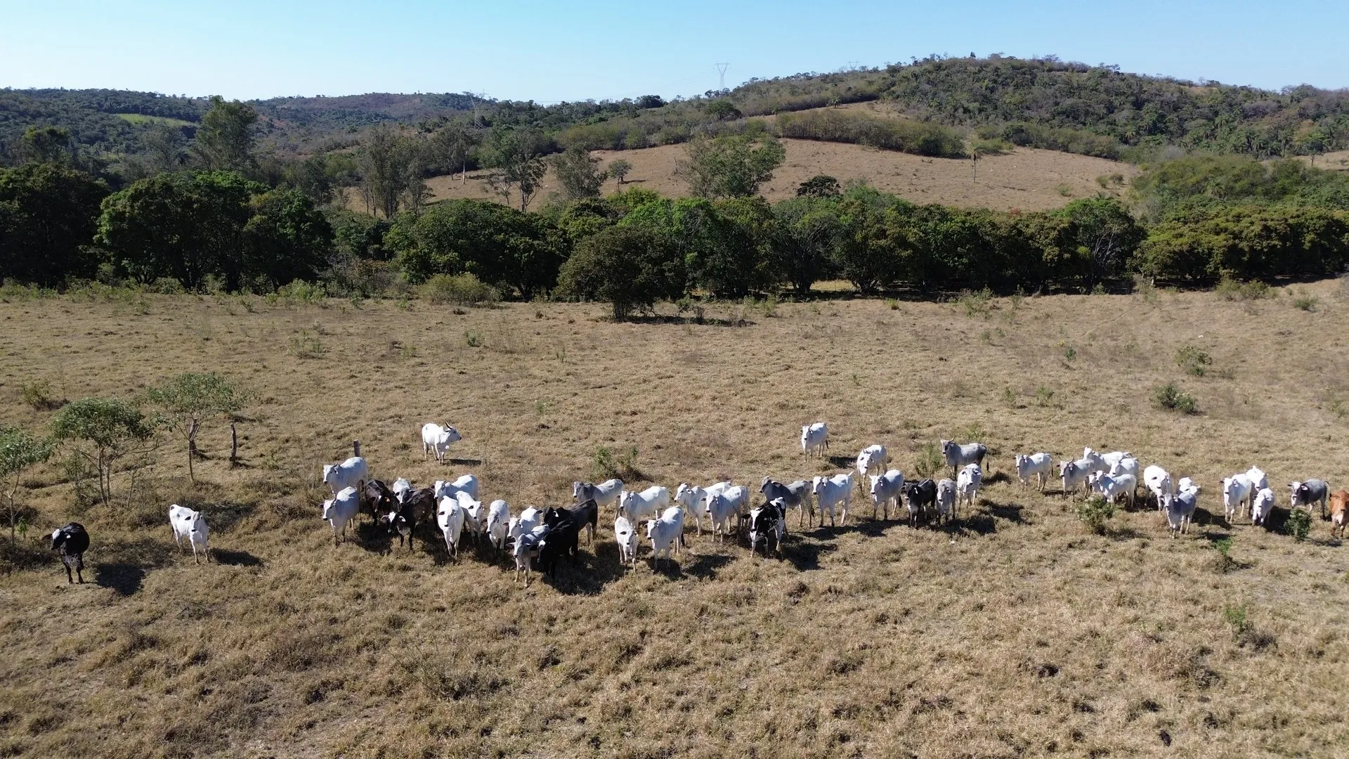 Gado no pasto da fazenda de 158,84 hectares à venda em Esmeraldas/MG, código 139